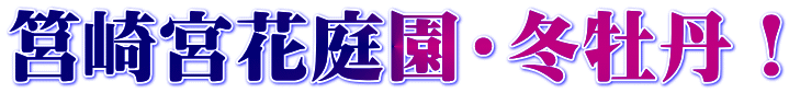 筥崎宮花庭園・冬牡丹！