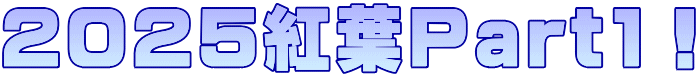 ２０２５紅葉Part1！