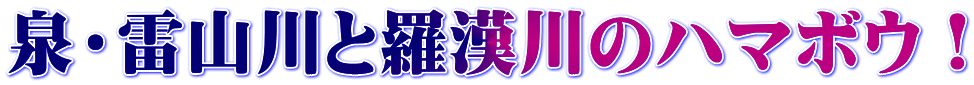 泉・雷山川と羅漢川のハマボウ！