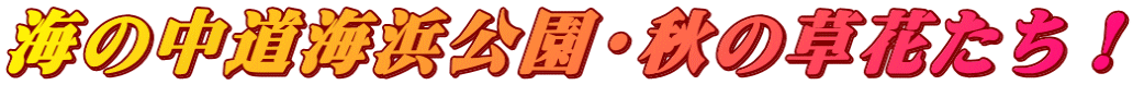 海の中道海浜公園・秋の草花たち!