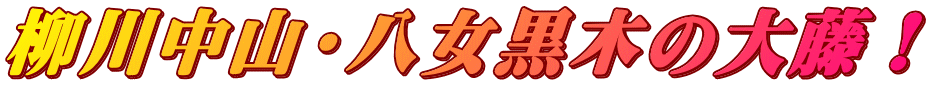 柳川中山・八女黒木の大藤!