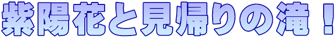 紫陽花と見帰りの滝！